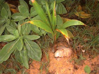 Coconut Tree from a seed