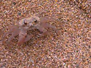 Sand Crab