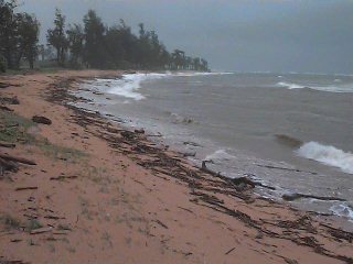 Logs on the beach