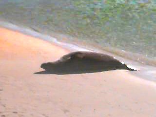 Seal on beach