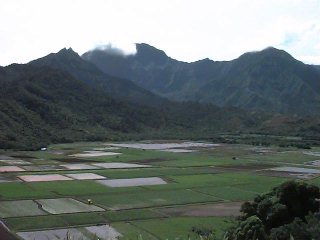 Taro Ponds